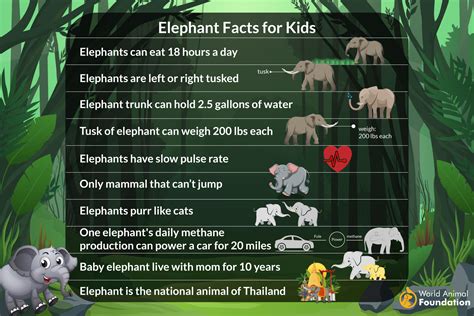 大象噴水|象生活 Facts about Elephants